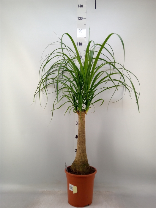 <h4>Beaucarnea recurvata</h4>