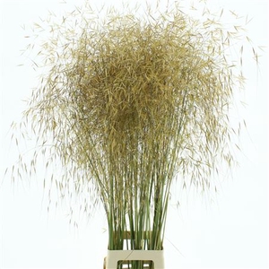 Stipa Gold ( Droog )