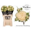 R Tr Victor Wedding+