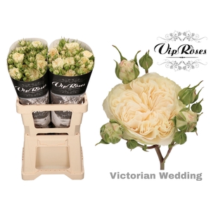 R Tr Victor Wedding+