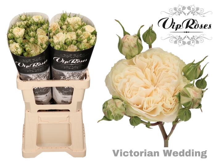 <h4>R TR VICTOR WEDDING+</h4>