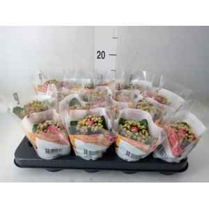 Kalanchoe blos. 'RosDon Nando'