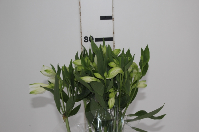 <h4>ALSTROEMERIA MISTRAL 080 CM</h4>