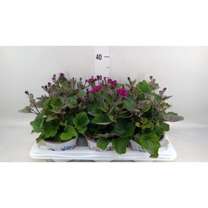 Pericallis cr. 'Mandala Magenta'