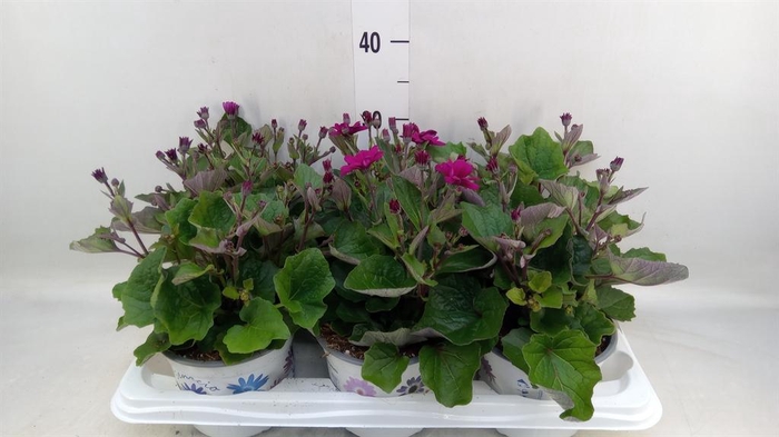 <h4>Pericallis cr. 'Mandala Magenta'</h4>