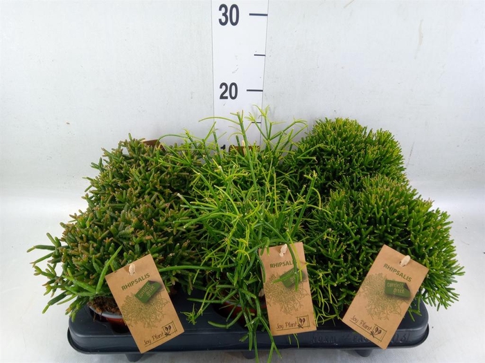 <h4>Rhipsalis   ...mix</h4>