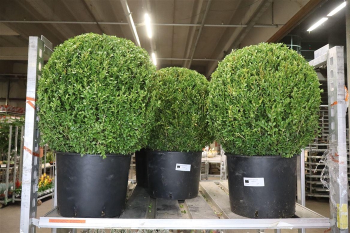 <h4>Buxu Sempervirens</h4>