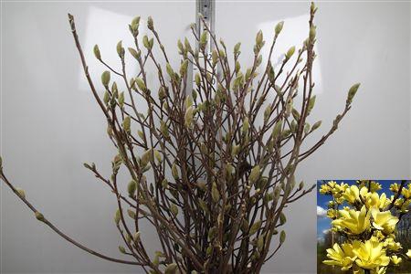 <h4>Magnolia Grandi Yellow</h4>