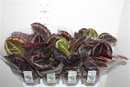 <h4>Calat Roseop Dottie</h4>