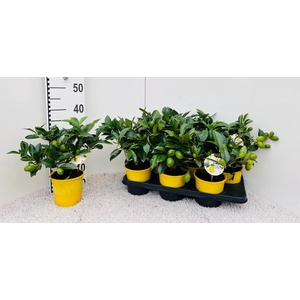 Citrus eustis Limonella medi-stem (s2)