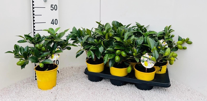 <h4>Citrus eustis Limonella medi-stem (s2)</h4>