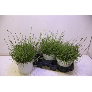 arr8 Lavan An Aroma White