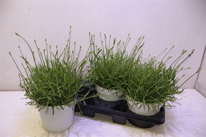 <h4>Lavan An Aroma White</h4>