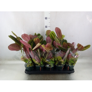 Maranta leuc. 'Fascinator'