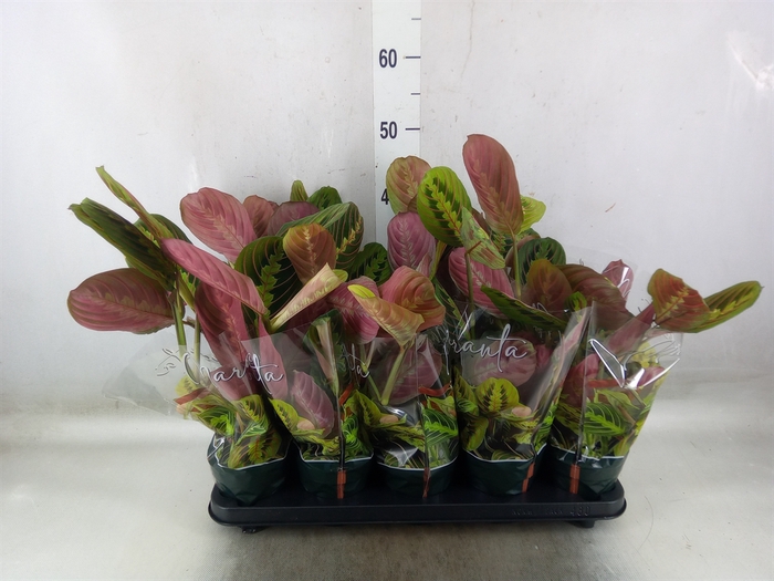 <h4>Maranta leuc. 'Fascinator'</h4>