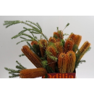 Banksia Ericifolia