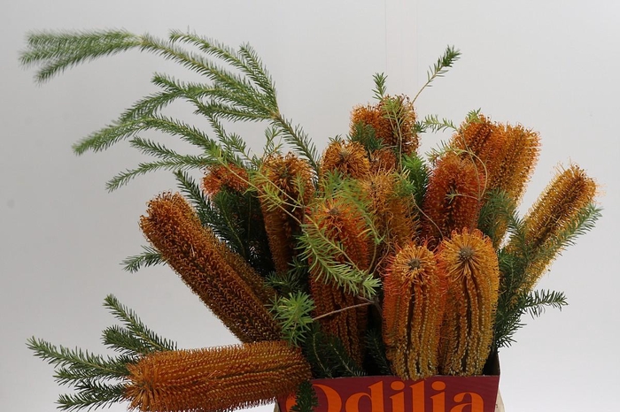 <h4>Banksia Ericifolia</h4>