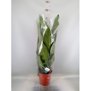 Spathiphyllum  'Sweet Lauretta'
