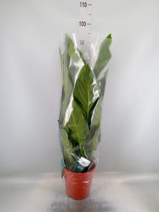 <h4>Spathiphyllum  'Sweet Lauretta'</h4>
