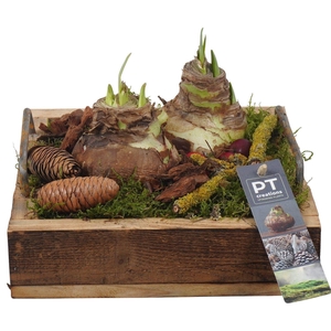 Arr.  Hippeastrum  H%