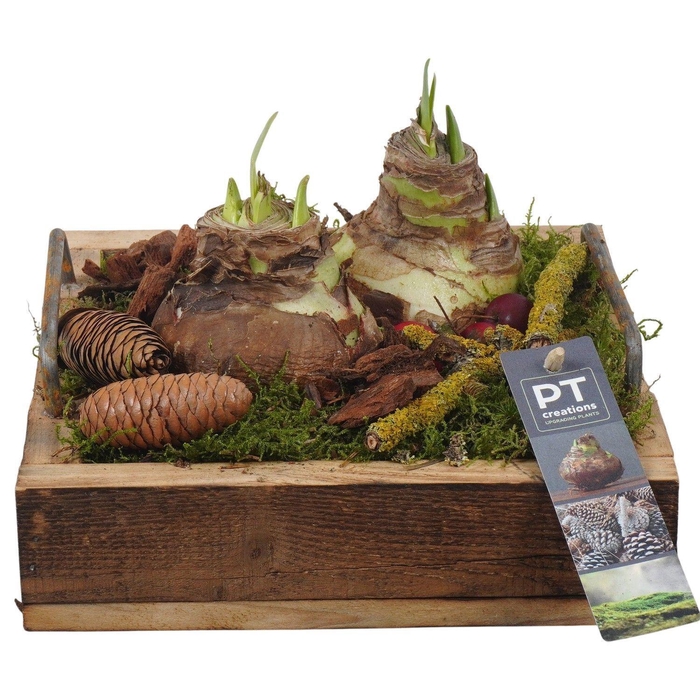 <h4>Arr.  Hippeastrum  H%</h4>