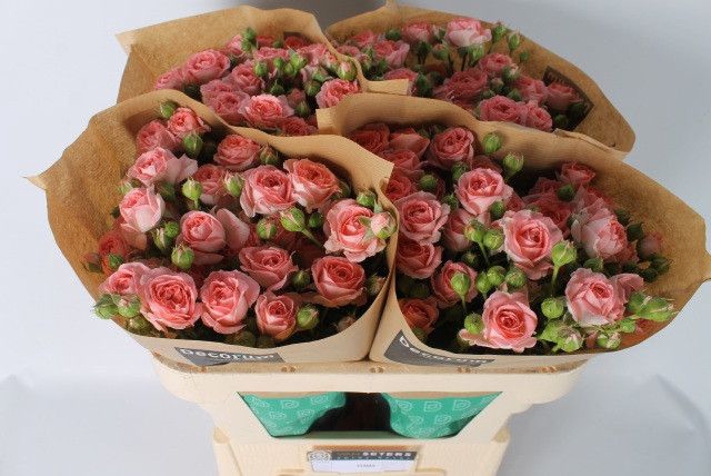 <h4>Rozen R Tr Femke</h4>