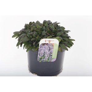 Ajuga reptans Chocolate Chips