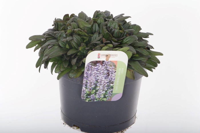 <h4>Ajuga reptans Chocolate Chips</h4>