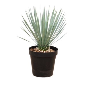 Yucca Rostrata - 75cm