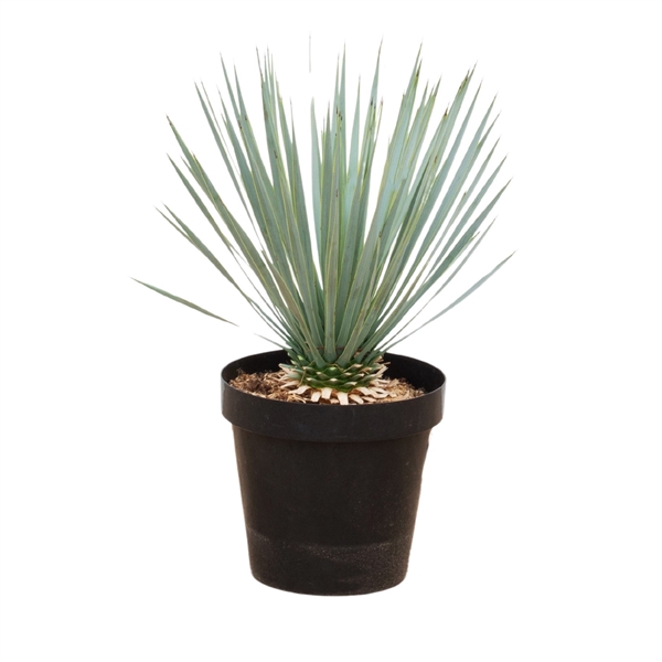 <h4>Yucca Rostrata - 75cm</h4>