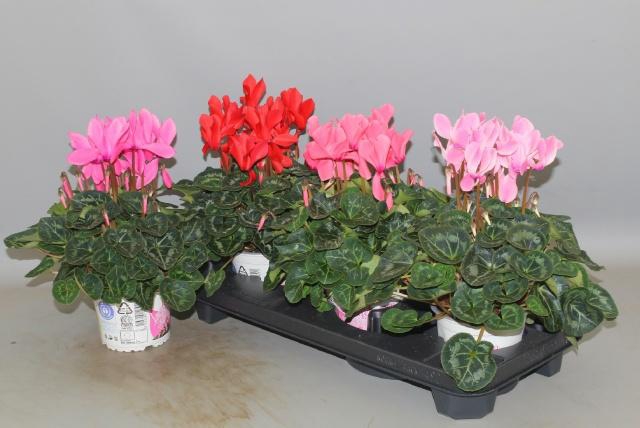 <h4>CYCL GR SUP XL</h4>