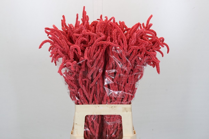 <h4>Amaranthus Yearming Desert Coral</h4>