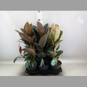 Ficus elastica   ...