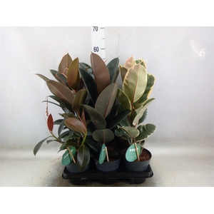 Ficus elastica   ...