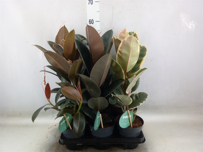 <h4>Ficus elastica   ...</h4>