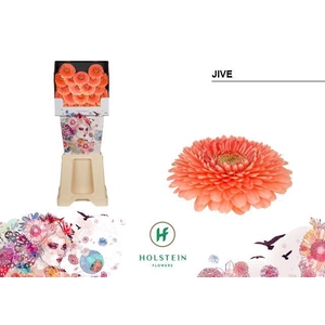 Germini Pomponi Jive Diamond