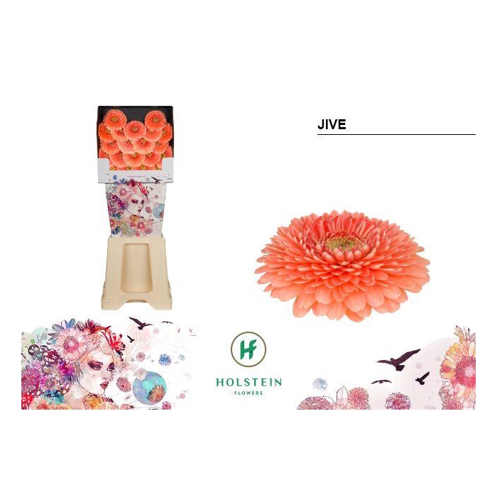 <h4>Ge Bv Gerponi Jive</h4>