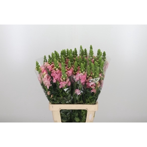Antirrhinum Po Pink