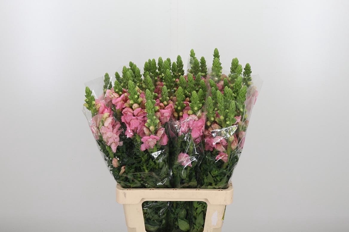 <h4>Antirrhinum Po Pink</h4>