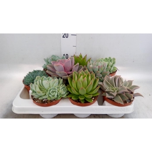 Echeveria   ...mix