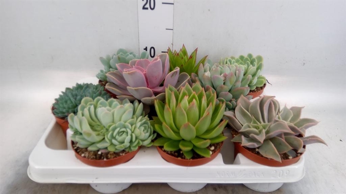 <h4>Echeveria   ...mix</h4>