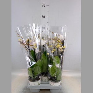 Phalaenopsis  'Manta Similan'