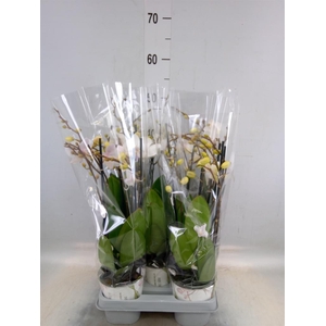 Phalaenopsis  'Manta Similan'