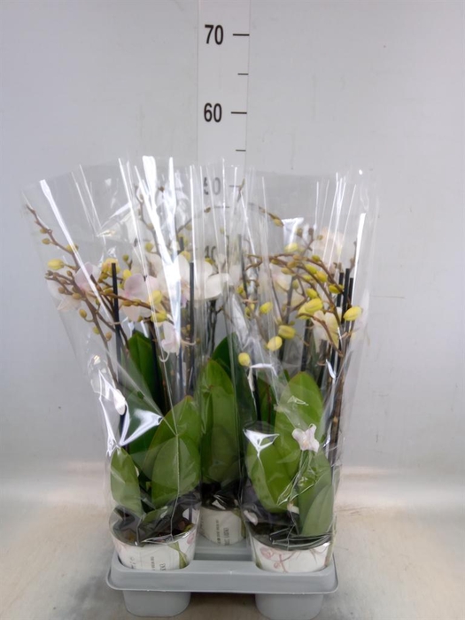 <h4>Phalaenopsis  'Manta Similan'</h4>