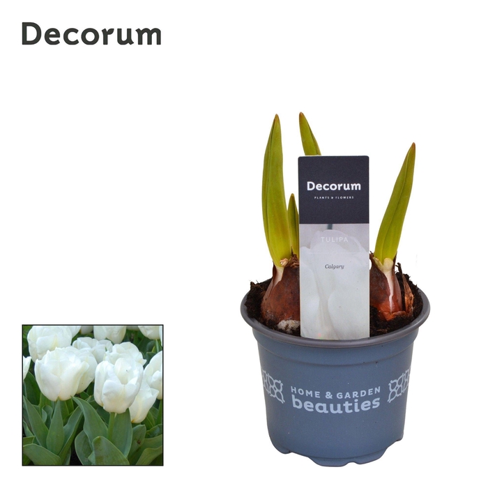 <h4>Tulp Calgary</h4>