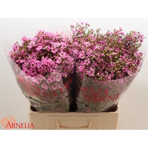 Chamelaucium 'Niek's Pride'