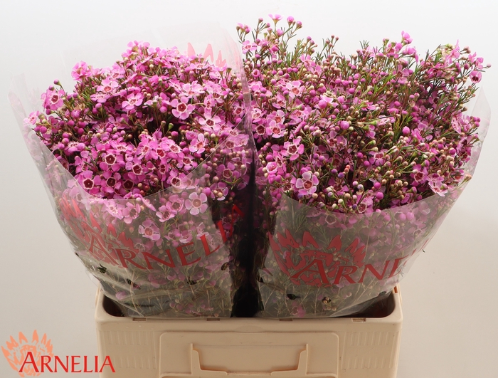 <h4>Chamelaucium 'Niek's Pride'</h4>