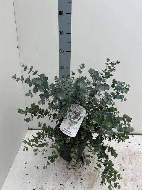 <h4>EUCAL GU BLUE ICE</h4>