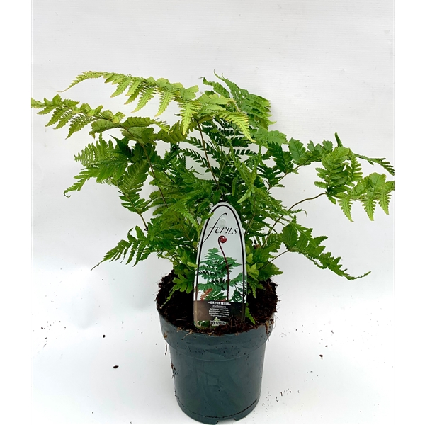<h4>Dryopteris erythrosora ES15 1,7l</h4>