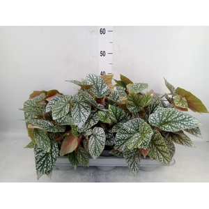 Begonia maculata